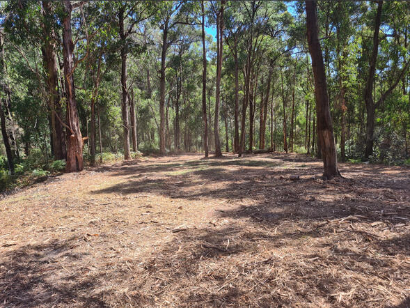 Reclaimed, mulched land Reclaimed, mulched land